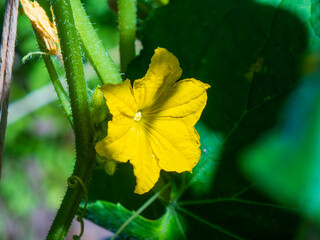 Freshly Opened Yellow Cucumber Blossom in Sunlight