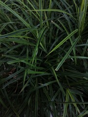 green grass background, suitable for wallpaper, presentation and website design 