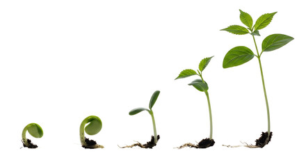 Seed Germination Stages From Seed to Sprout - Growth, Development Life Cycle