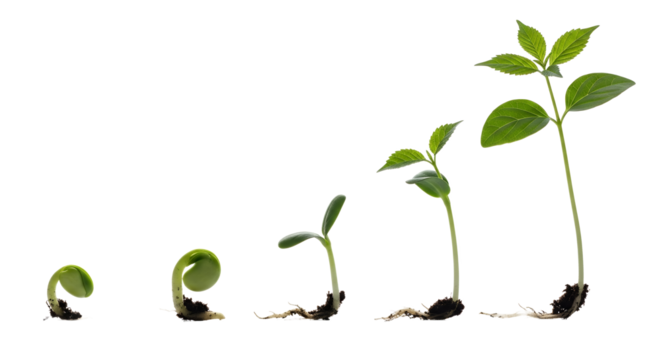 Seed Germination Stages From Seed to Sprout - Growth, Development Life Cycle