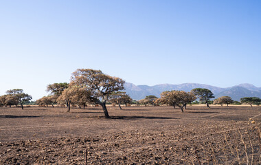 Sardinian dry landscape with scattered trees and mountain range under clear sky