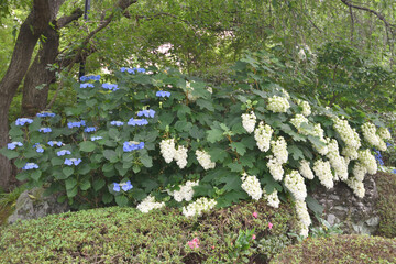 退蔵院の紫陽花