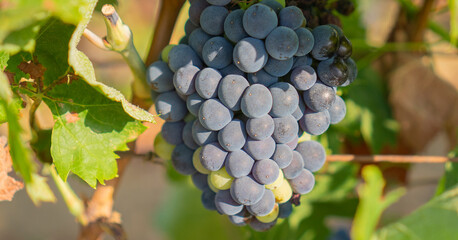 Close up of ripe purple grapes hanging on vine in vineyard
