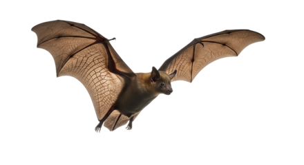 Stunning High-Resolution Bat Image Perfect for Commercial Use