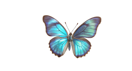 Stunning iridescent blue butterfly wings, natures vibrant jewel