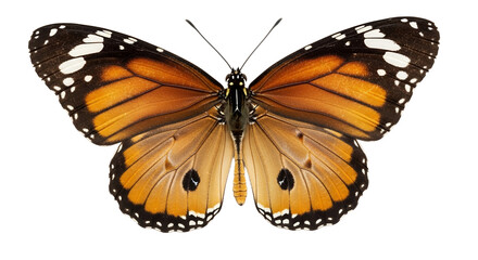 Naklejka premium Stunning Orange Butterfly Wings High-Resolution Insect Photography for Commercial Use