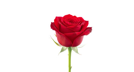 Stunning Single Red Rose Perfect for Romantic Gifts Occasions