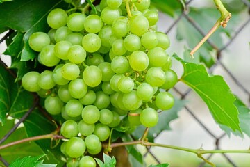 Ripe white grapes on the fence. White grapes on the fence. The concept of rurality and rurality. Macro shot.