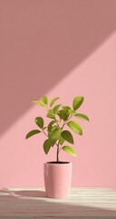 Small potted plant on pink background