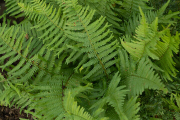 farn pflanze grün natur