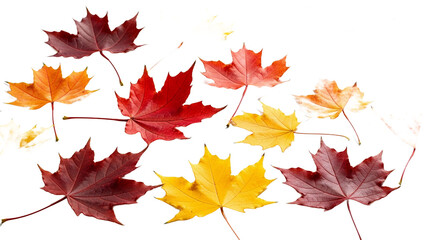 Fototapeta premium Vibrant Autumn Maple Leaves Fall Foliage Photography for Commercial Use