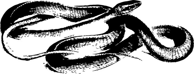 Obraz premium abstract illustration snake silhouette. Illustration of shape as an example of snake design. Diseño abstracto de serpiente en color blanco, negro, verde y guinda. PNG. VEXTOREN. JPG