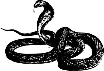 abstract illustration snake silhouette. Illustration of shape as an example of snake design. Diseño abstracto de serpiente en color blanco, negro, verde y guinda. PNG. VEXTOREN. JPG