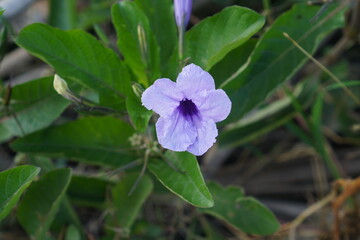 Purple Ruellia Flower Close-Up in Natural Garden Setting