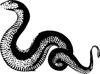 abstract illustration snake silhouette. Illustration of shape as an example of snake design. Diseño abstracto de serpiente en color blanco, negro, verde y guinda. PNG. VEXTOREN. JPG