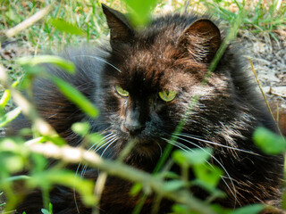 Fluffy Black Cat with Green Eyes Resting in Sunny Grass