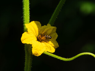 Honey Bee Pollinating a Bright Yellow Flower