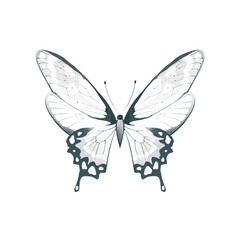 Butterfly art  design 
