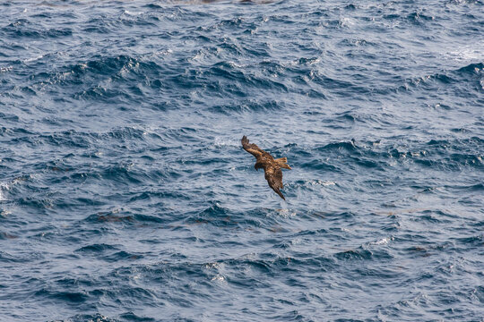 A majestic bird of prey gliding above the open sea, captured with ocean waves in the background. - Powered by Adobe