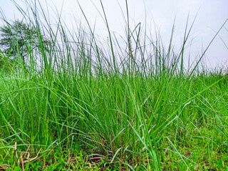 Green Desmostachya bipinnata, Green Kusha grass, Green Kusha and Feather grass or Nassella tenuissima