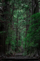Obraz premium Stone Path Through Ancient Cedar Forest in Japan
