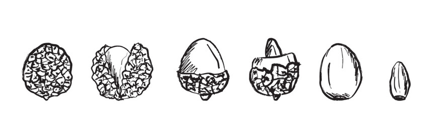 Lychee fruit from whole to peeled and stone. Tropical china fruit design in brush stroke texture isolated on white background. Hand drawn vector sketch illustration in vintage charcoal ink. Package