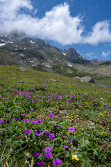 Fototapeta premium flowers in the mountains