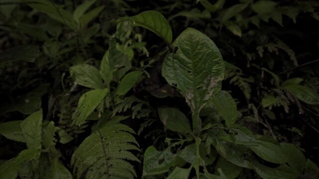Dense, vibrant green foliage of a fern in the Monteverde Cloud Forest.