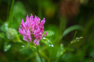 purple flower with dew drops
