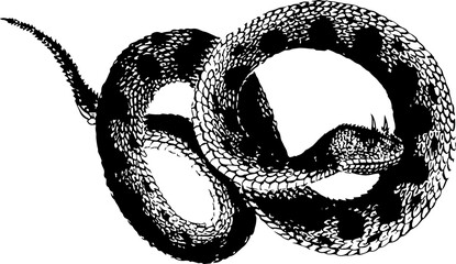 abstract illustration snake silhouette. Illustration of shape as an example of snake design. Diseño abstracto de serpiente en color blanco, negro, verde y guinda. PNG. VEXTOREN. JPG