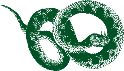abstract illustration snake silhouette. Illustration of shape as an example of snake design. Diseño abstracto de serpiente en color blanco, negro, verde y guinda. PNG. VEXTOREN. JPG