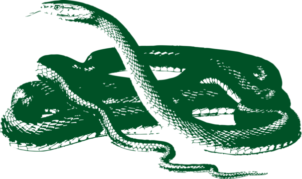 abstract illustration snake silhouette. Illustration of shape as an example of snake design. Diseño abstracto de serpiente en color blanco, negro, verde y guinda. PNG. VEXTOREN. JPG