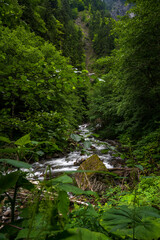 waterfall in the forest