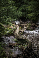 tree on the rocks