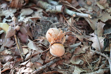 NOCCIOLE CADUTE NEL SOTTOBOSCO