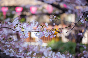The Meguro River cherry blossom viewing spot is another popular cherry blossom viewing spot for Tokyo, as cherry trees are planted on both sides of the river during the end of March-Early of April