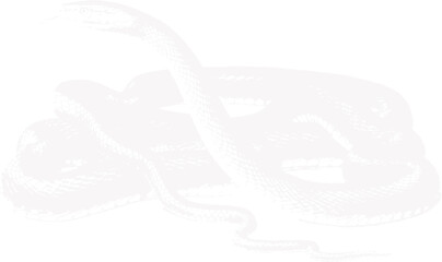 abstract illustration snake silhouette. Illustration of shape as an example of snake design. Diseño abstracto de serpiente en color blanco, negro y guinda. PNG. VEXTOREN. JPG