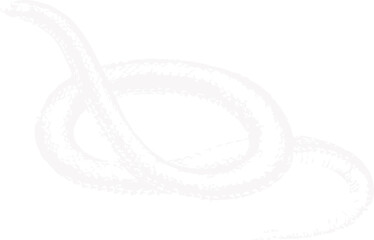abstract illustration snake silhouette. Illustration of shape as an example of snake design. Diseño abstracto de serpiente en color blanco, negro y guinda. PNG. VEXTOREN. JPG
