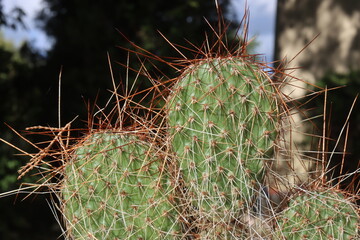 opuncja kaktus Opuntia polyacantha 1900m Bandelier National Monument Santa Fe kolce brązowe © Perovskia