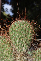 opuncja kaktus Opuntia polyacantha 1900m Bandelier National Monument Santa Fe kolce brązowe © Perovskia