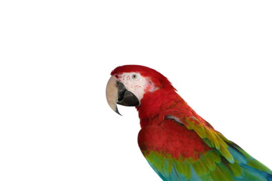 Colorful parrot with vibrant feathers and large beak, isolated on transparency background, showcasing its bright plumage and expressive eye