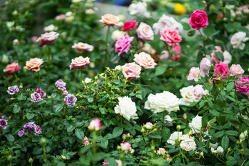 A lush garden filled with vibrant roses in various shades of pink, white, and purple surrounded by lush green foliage.