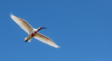 Obraz premium Elegant Japanese Crested Ibis in flight, soaring with widespread wings against a clear, brilliant blue sky.
