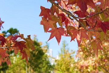 red maple leaves in autumn