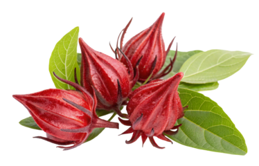 Fresh hibiscus calyx with green leaves on white background showcasing vibrant colors and textures