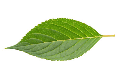 Obraz premium Close up view of a single green leaf on black background showing intricate vein patterns clearly