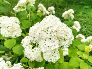 Hydrangea paniculata Limelight growing in summer ornamental garden. Hortensia white flowers top view
