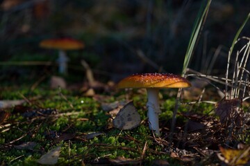 mushroom in the forest