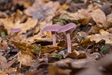 mushroom in autumn forest