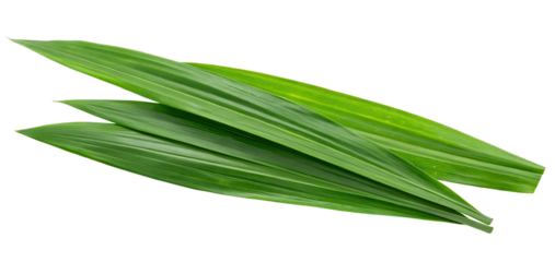 Fresh green pandan leaves isolated on white background perfect for culinary and health benefits